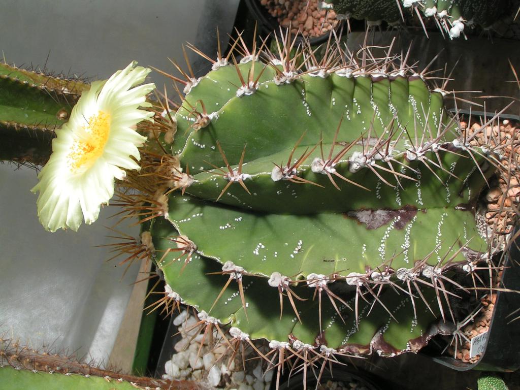 Astrophytum ornatum